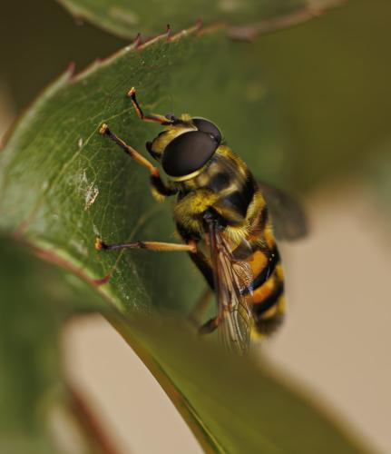 Réf. 345 679 : Myathropa florea